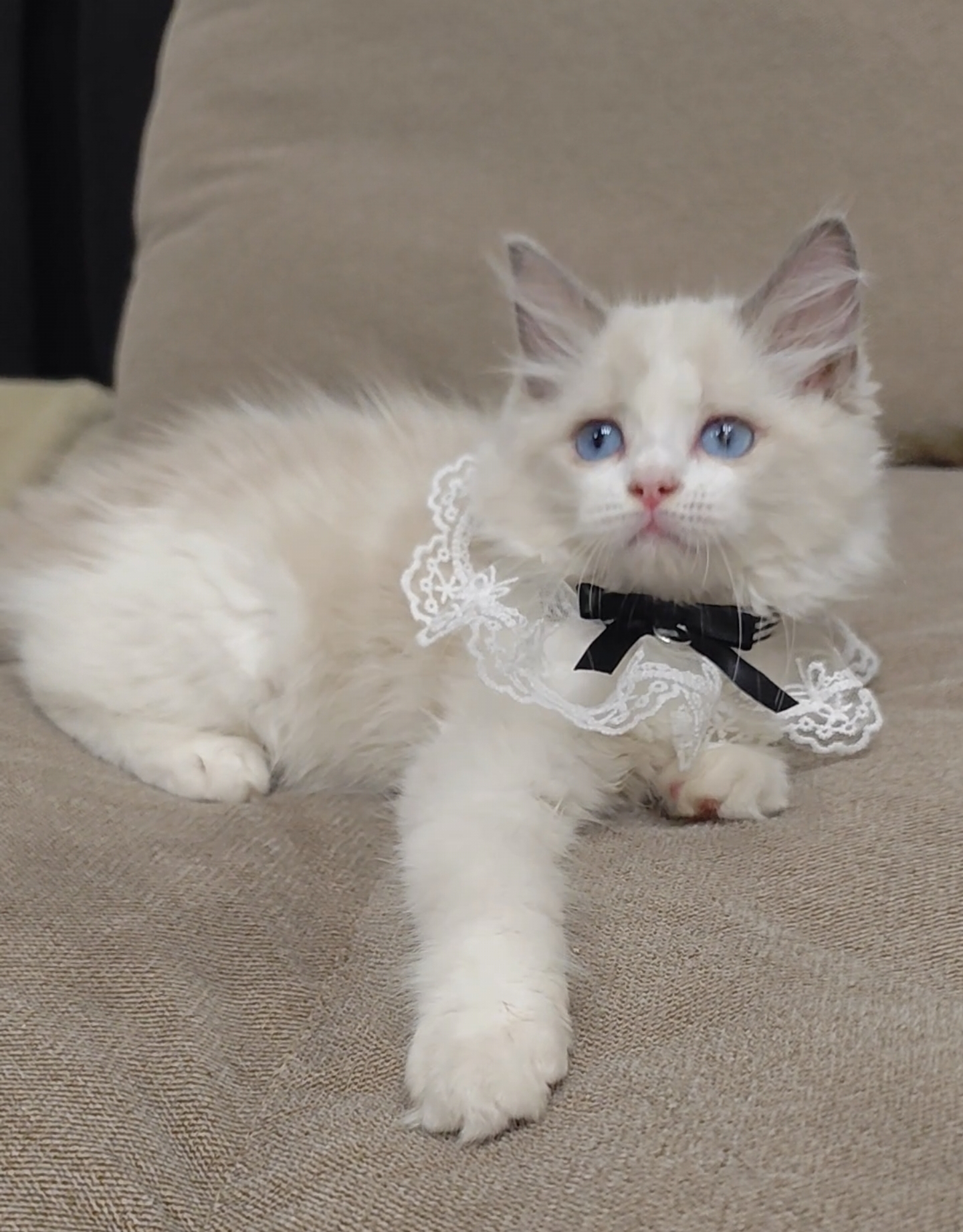 蓝双布偶猫妹妹